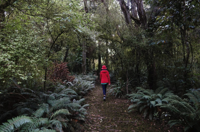 Person walking in forest