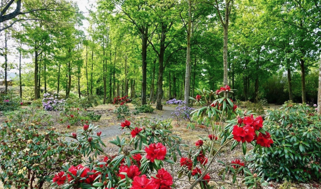 Rhododendron dell